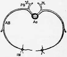 1911 Britannica - intercostal arteries.png