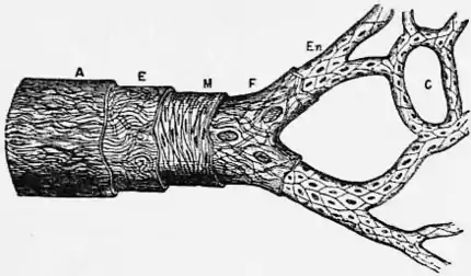 1911 Britannica - structure of an artery.png