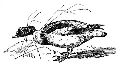 Bird Watching (Selous1901) p163.jpg