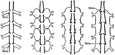 Britannica 1911 Arthropod blood-sinus and heart development.png