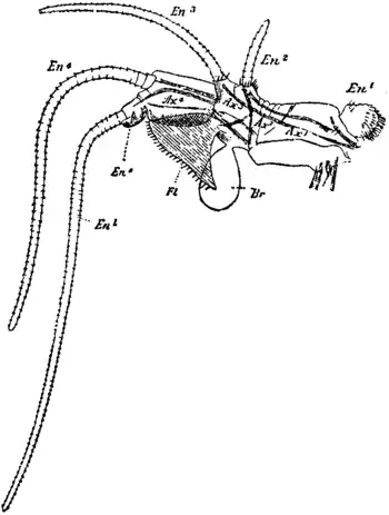 Britannica 1911 Arthropoda - Apus cancriformis thoracic appendage 2.png