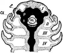 Britannica 1911 Arthropoda - Arachnid head.png