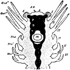 Britannica 1911 Arthropoda - Crustacean head.png