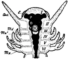 Britannica 1911 Arthropoda - Hexapod insect head.png