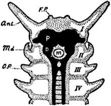 Britannica 1911 Arthropoda - Peripatus head.png
