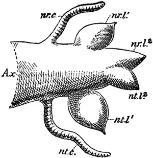Britannica 1911 Arthropoda - Polychaet Chaetopod parapodium.png