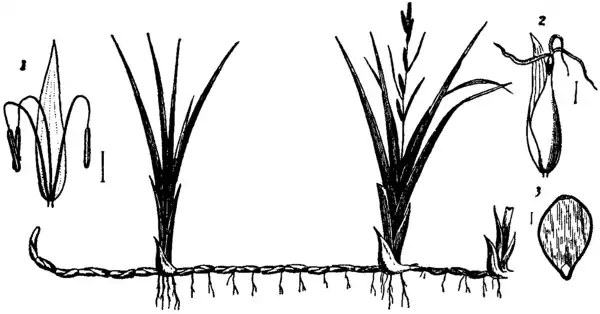 Britannica Cyperaceae Carex riperia.png