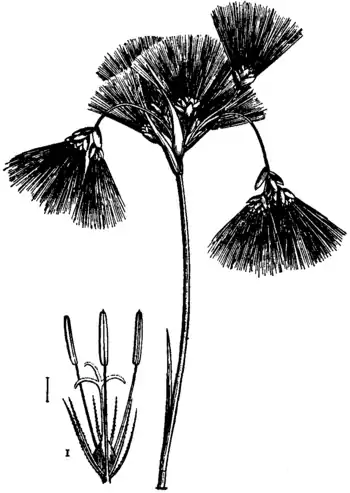 Britannica Cyperaceae Eriophorum and Scirpus.png