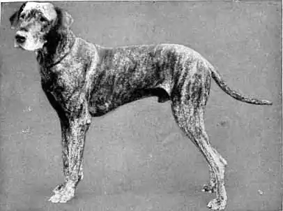 Britannica Dog 1.jpg