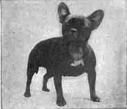Britannica Dog 11.jpg