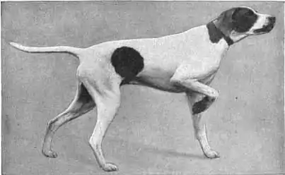 Britannica Dog 14.jpg