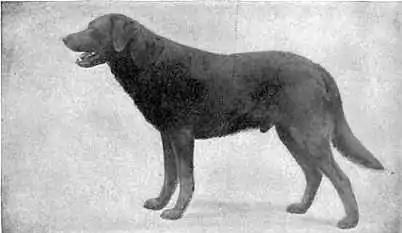 Britannica Dog 16.jpg