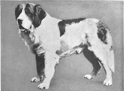 Britannica Dog 2.jpg
