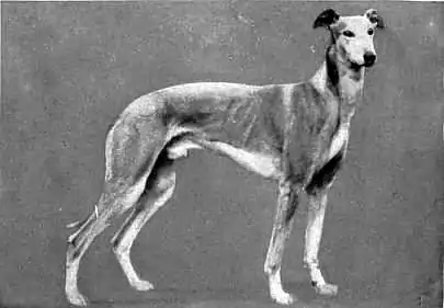 Britannica Dog 24.jpg