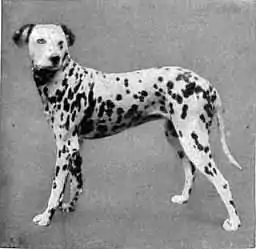 Britannica Dog 3.jpg