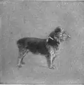 Britannica Dog 30.jpg