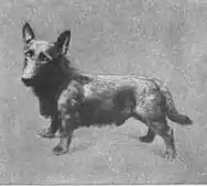 Britannica Dog 32.jpg