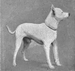 Britannica Dog 36.jpg