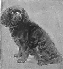 Britannica Dog 37.jpg