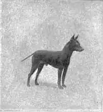 Britannica Dog 42.jpg