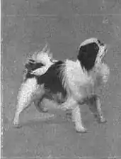 Britannica Dog 46.jpg