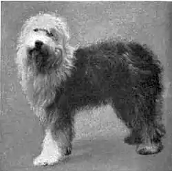 Britannica Dog 5.jpg