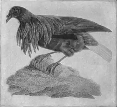 Britannica Dove 6.jpg