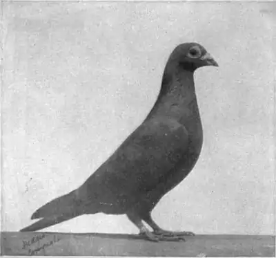 Britannica Dove 7.jpg