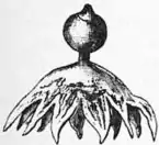 Britannica Earth-star.jpg