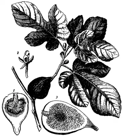 Britannica Fig Ficus Carica.png