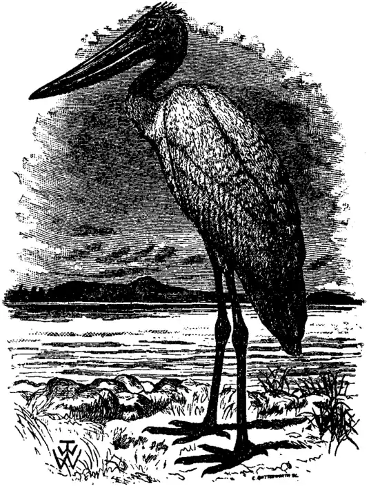 Britannica Jabiru.png