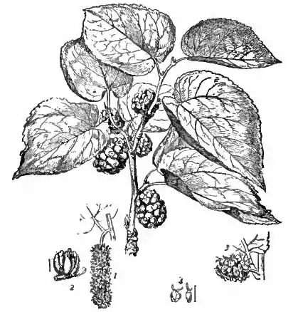 Britannica Mulberry.jpg