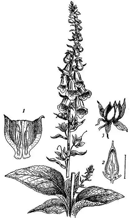 Britannica Scrophulariaceae, Foxglove.jpg