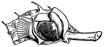 Britannica Sea-horses, Hippocampus abdominalis.jpg