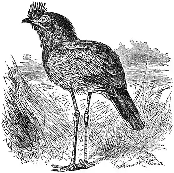 Britannica Seriema.jpg