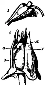 Britannica Violet Cleistogamic Flower.png