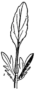 Britannica Violet Leaf.png