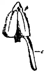 Britannica Violet Stamens.png