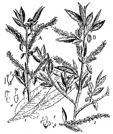 Britannica Willow, Salix fragilis.jpg