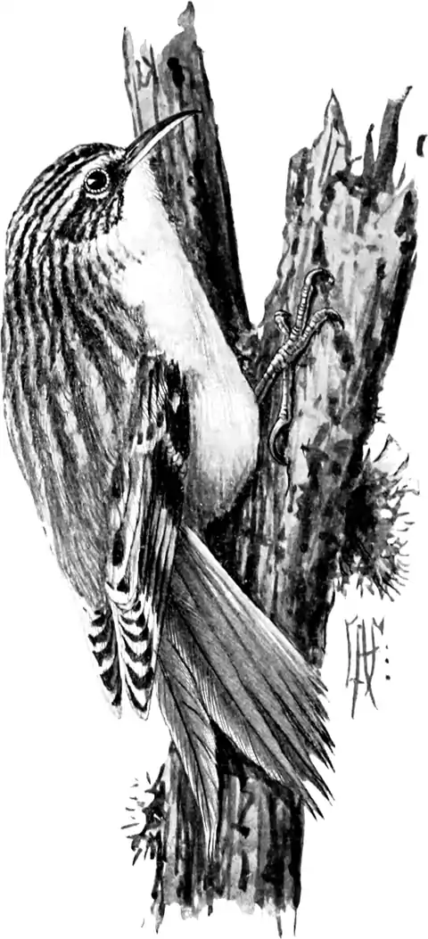 Brown Creeper-Birdcraft-0119-11.png