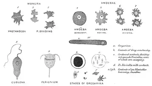 Chapman, Evolution of Life Figs 1-10.jpg