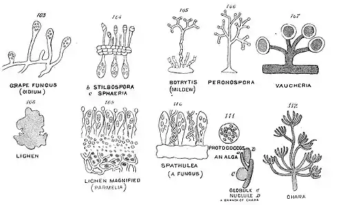 Chapman, Evolution of Life Figs 103-112.jpg