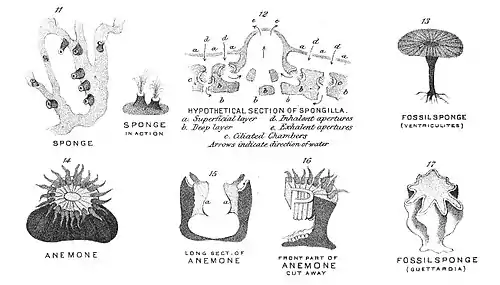 Chapman, Evolution of Life Figs 11-17.jpg
