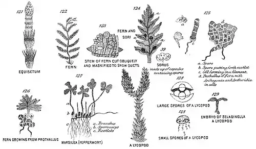 Chapman, Evolution of Life Figs 121-129.jpg