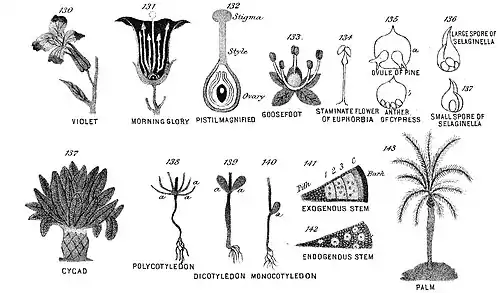 Chapman, Evolution of Life Figs 130-143.jpg