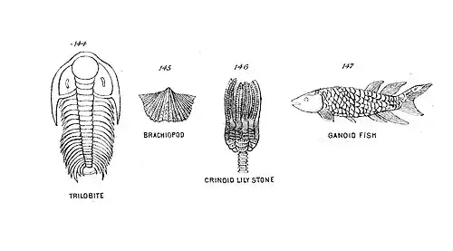 Chapman, Evolution of Life Figs 144-147.jpg