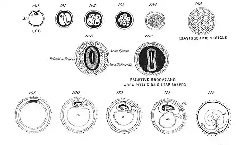 Chapman, Evolution of Life Figs 160-172.jpg
