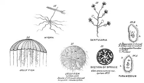 Chapman, Evolution of Life Figs 18-24.jpg