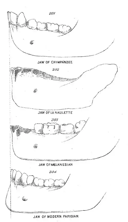 Chapman, Evolution of Life Figs 201-204.jpg