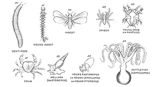 Chapman, Evolution of Life Figs 46-54.jpg